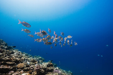 Reef fish swimming through a healthy coral ecosystem © Satoshi