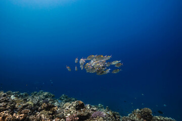 Obraz premium School of reef fish in a pristine tropical sea