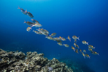 School of tropical fish swimming above a colorful coral reef © Satoshi