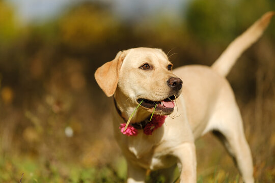 A walk with my beloved Labrador in the park in autumn. An autumn walk with my beloved dog.