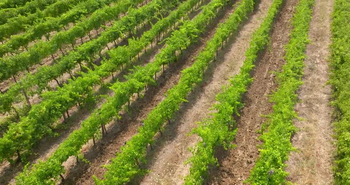 Aerial view of lush green vineyard rows stretching across vibrant, sunlit agricultural land. Elegant grapevine patterns cultivated in neat parallel lines show rich natural beauty and farming heritage.