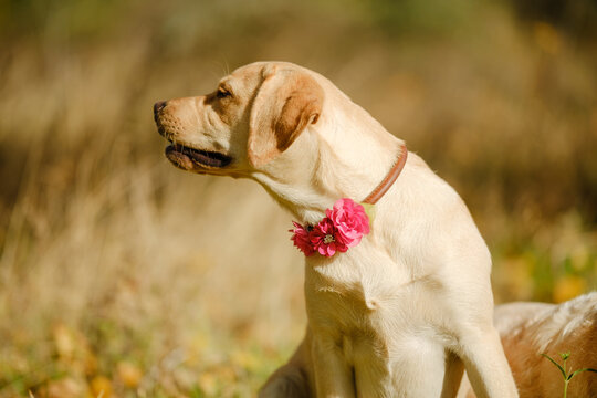 A walk with my beloved Labrador in the park in autumn. An autumn walk with my beloved dog.