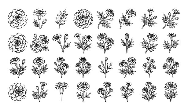 Marigold flower botanical line art vector collection isolated on white