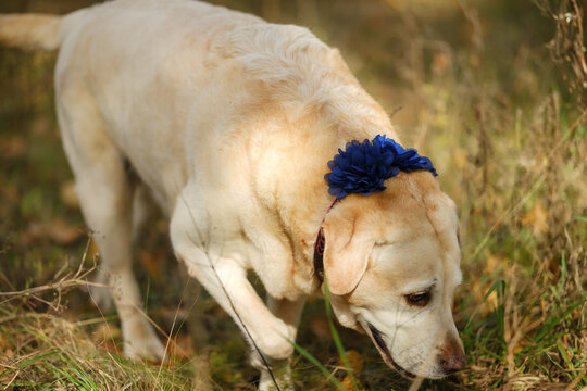 A walk with my beloved Labrador in the park in autumn. An autumn walk with my beloved dog.