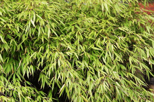 Lush Green Bamboo Foliage Natural Organic Pattern