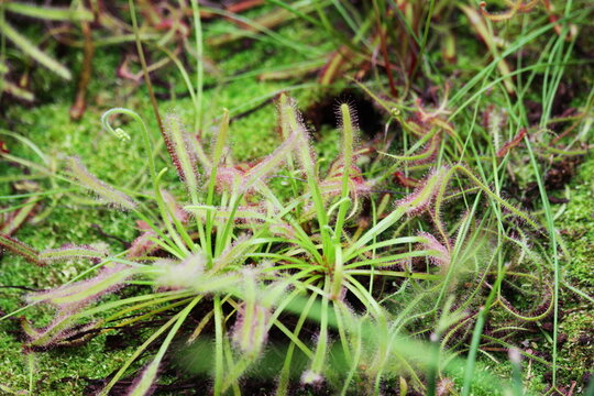 Drosera Carnivorous Plant Sticky Tentacles Macro Detail