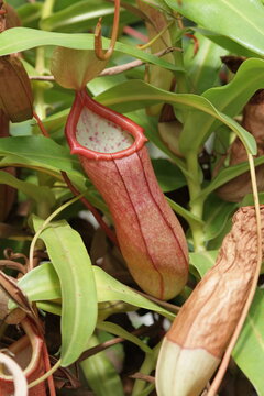 Vibrant Nepenthes Pitcher Plant Macro Detail