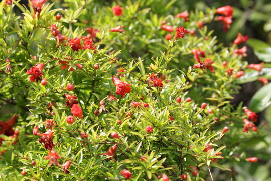 Vibrant Pomegranate Flowers Blooming Amidst Green Foliage