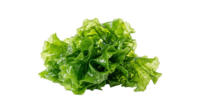 Fresh green loose leaf lettuce on a transparent background PNG file