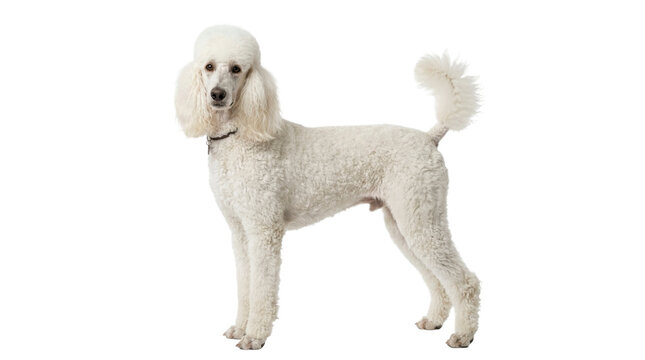 White poodle dog standing on a transparent background PNG file