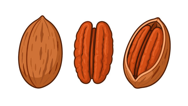 Pecan nut whole kernel and cracked shell vector set