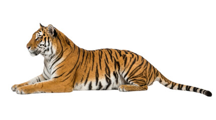 Obraz premium Tiger lying down isolated on a transparent background PNG image