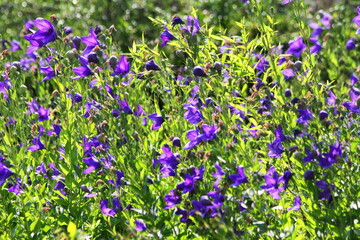 Fototapeta premium Vibrant Platycodon Grandiflorus Field in Sunlight