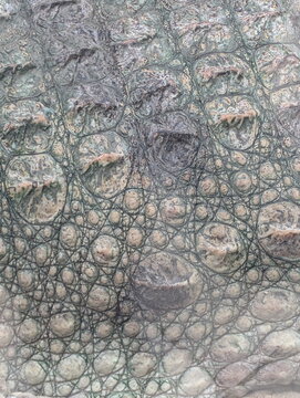 Crocodilian Skin Scales Textured Pattern