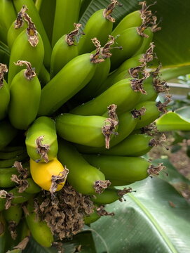 Green Banana Bunch Ripening Yellowing Fruit Contrast