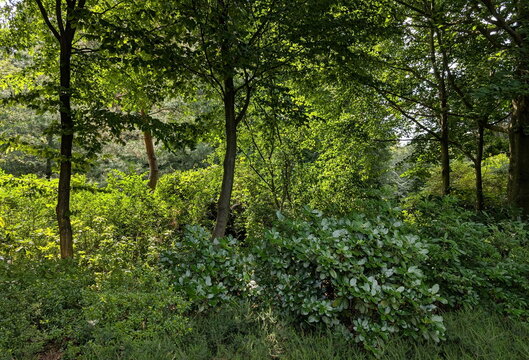 Vibrant Sunlit Forest Dappled Greenery Ostrava