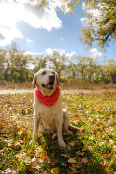 A walk with my beloved Labrador in the park in autumn. An autumn walk with my beloved dog.