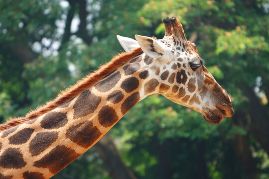 Close up of a giraffe