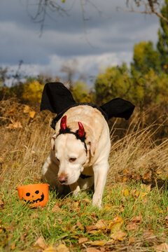 A walk with my beloved Labrador through an autumn park. An autumn walk with my beloved dog in a Halloween costume.