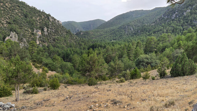 Bosques de pinos del Alto Tajo