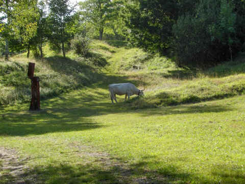Vaca blanca pastando en un prado iluminado por el sol junto al bosque. Escena rural de tranquilidad y naturaleza que refleja la vida en el campo y la ganader&iacute;a tradicional.