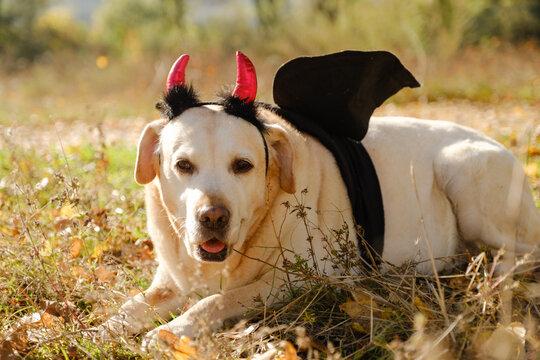 A walk with my beloved Labrador through an autumn park. An autumn walk with my beloved dog in a Halloween costume.