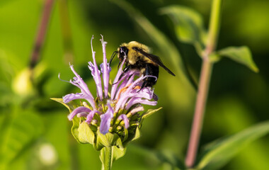Rusty patched bumble bee (Bombus affinis) foraging for nectar on a vibrant wild bergamot flower (Monarda fistulosa), also frequently referred to as wild bee balm. © Gilberto Mesquita