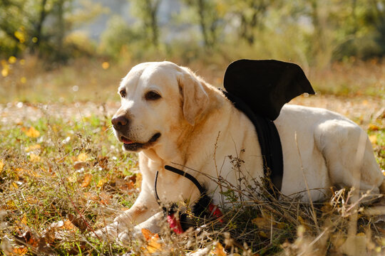 A walk with my beloved Labrador through an autumn park. An autumn walk with my beloved dog in a Halloween costume.