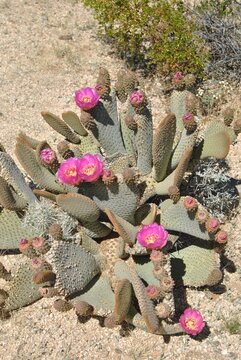 Beavertail prickly pear pink blooms at Joshua Tree National Park in California