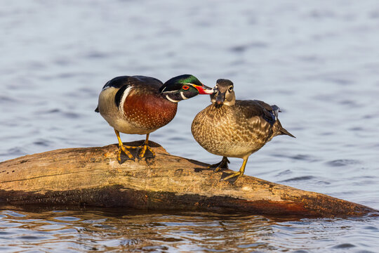 00715-15710 Wood Duck (Aix sponsa) male and female on log in wetland "mutual preening" Marion Co. IL