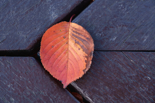 Single autumn leaf on dark wooden background. Copy space