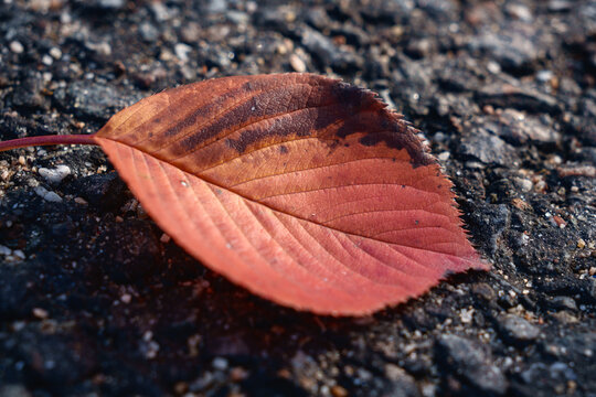 Red fallen autumn leaf on rough asphalt ground.