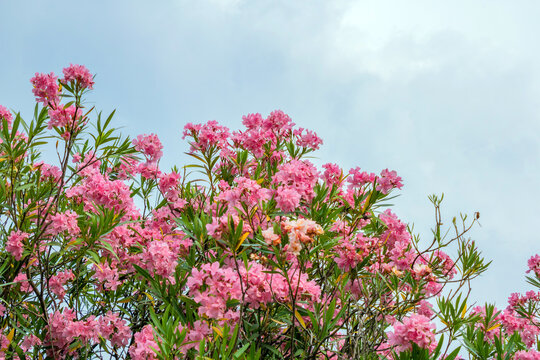 Pink oleander flowers bloom against an open sky. Mediterranean flowering shrub represents summer, gardening and ornamental landscaping.
