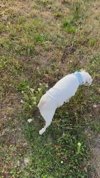 White dog sniffing and exploring green grass outside