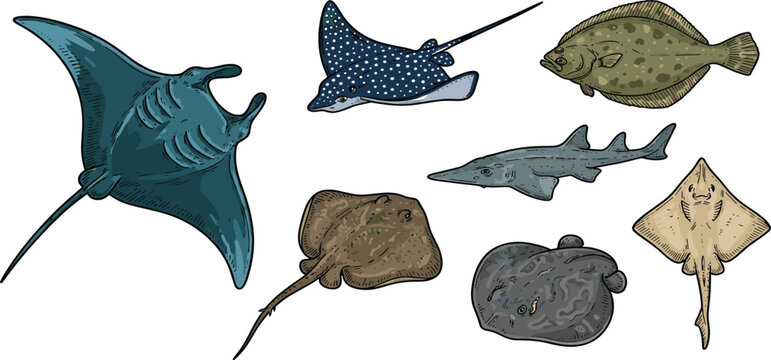 Vintage Marine Life Icon Set Featuring Manta Ray, Spotted Eagle Ray, Flounder, Guitarfish, Stingray, Electric Torpedo Ray, and Skate Fish for Ocean Designs