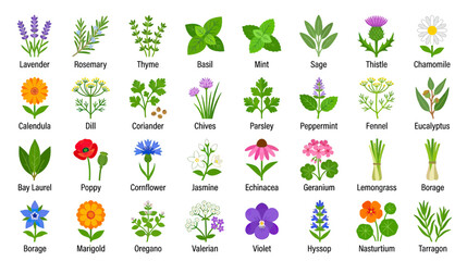 Collection of Fresh Herbs and Flowers © Duren