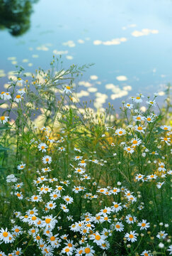 Beautiful summer landscape with chamomile flowers growing on meadow against lake. natural background with wildflowers for harmony, relax atmosphere, unity with nature. peaceful nature image.
