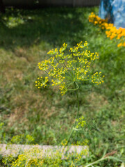 Obraz premium Yellow Flowering Dill Plant Umbrella Blooming In Organic Garden
