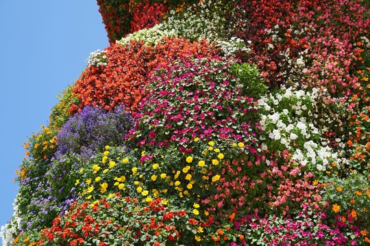 Colorful flowers on the giant flower dog sculpture named Puppy, outside the Guggenheim art museum, in Bilbao, Spain