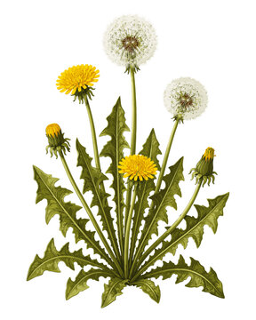 Botanical illustration of dandelion plant with flowers and seed heads