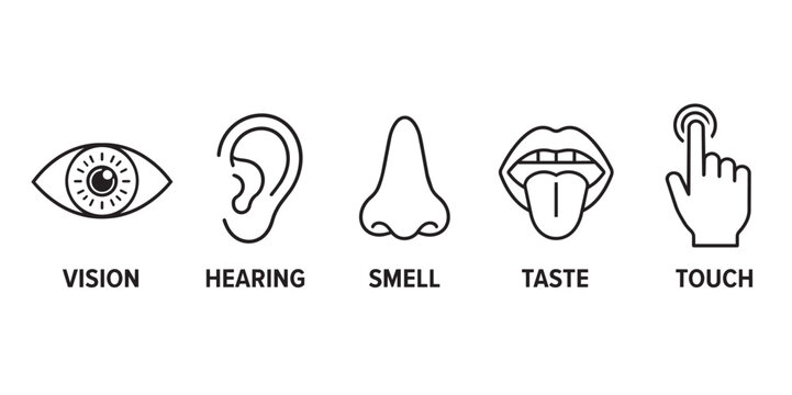 Five human senses icon set, minimalist black line art of vision hearing smell taste and touch, sensory perception symbols for educational diagrams