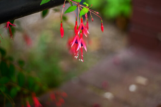 Delicate fuchsia flowers dangle gracefully in soft focus garden setting