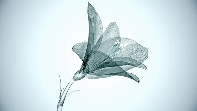 X-Ray Style Video of Single Flower in Blue-Grey Tones