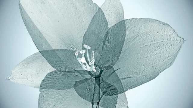 X-Ray Style Video of Single Flower in Blue-Grey Tones