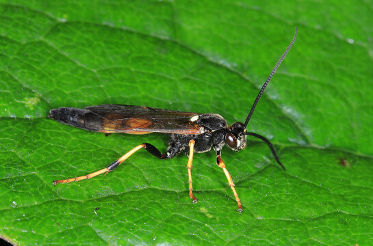 Gelbe Schlupfwespe, auff&auml;llig schwarz-gelb gezeichneter Parasitoid aus der Familie der Ichneumonidae. F&uuml;r Menschen ist sie v&ouml;llig harmlos und besitzt keinen funktionierenden Wehrstachel.