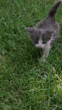 tiny gray and white kitten walking through lush green grass in soft daylight, tail upright, curious and alert
