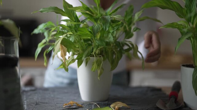 Woman repotting and pruning houseplant in pot at home.