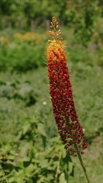 single upright stalk shows visible shift from dried red florets to fresh yellow bloom in blurred garden haze