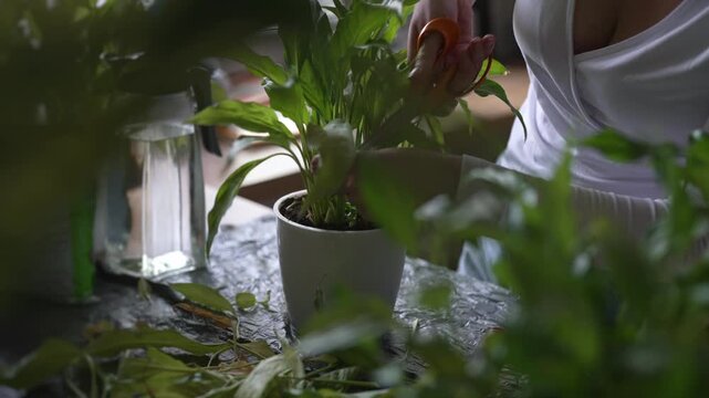 Woman repotting and pruning houseplant in pot at home.