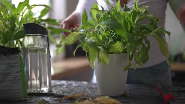 Woman repotting and pruning houseplant in pot at home.
